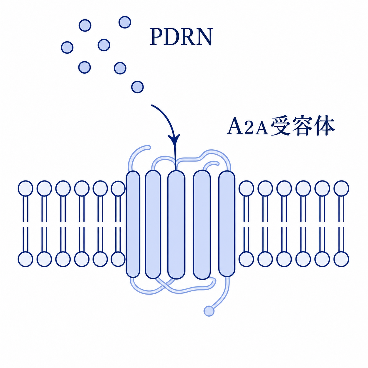 PDRNがA2A受容体に結合する様子