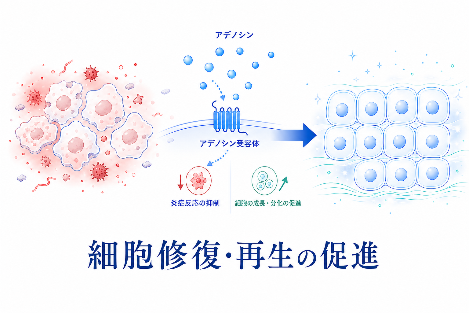 アデノシンが受容体に結合し、炎症反応の抑制と細胞の成長・分化を促して細胞修復・再生を進める図
