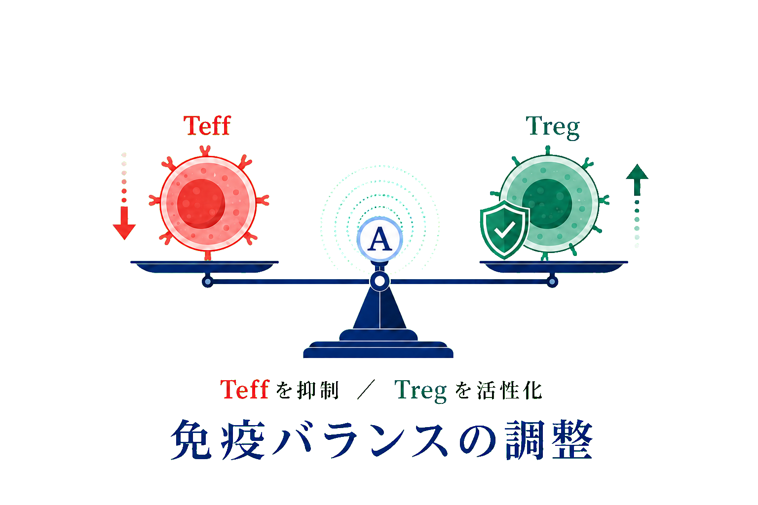 Teffを抑制しTregを活性化して免疫バランスを整える天秤の図
