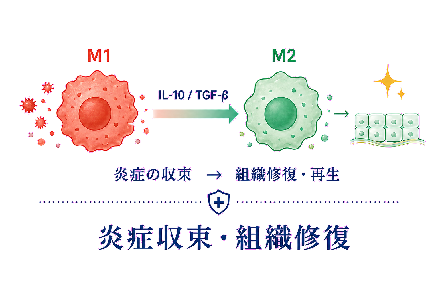 M1炎症型からM2修復型への極性転換と組織修復・再生の図